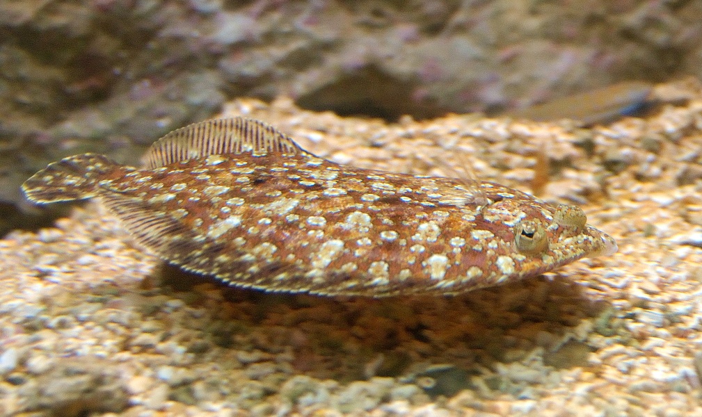 aquarium 16