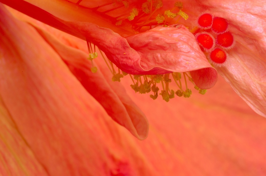 Hibiscus rosa-sinensis-2
